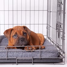Hammertone Grey Steel Mobile Pet Crate
